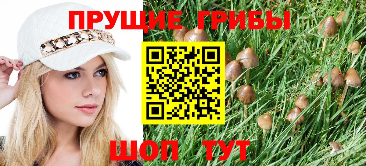 Псилоцибиновые грибы Psilocybe Северобайкальск